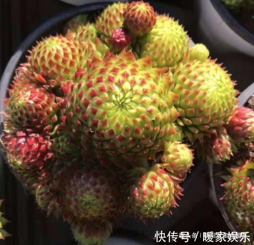 多肉植物|观音莲这样养,不用施肥,一样长满小崽