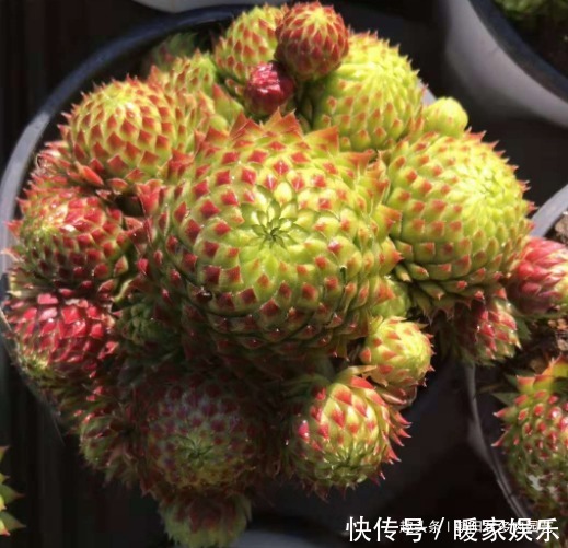 多肉植物|观音莲这样养，不用施肥，一样长满小崽