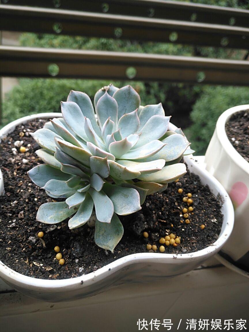 浇水|新手入坑应该选哪些多肉,老花农告诉你秘籍,养这些没错了!