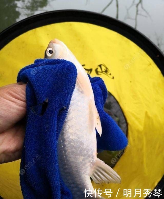 钓鲫鱼方法和窝料制作方法,自己研制的饵料,一般人我不告诉他