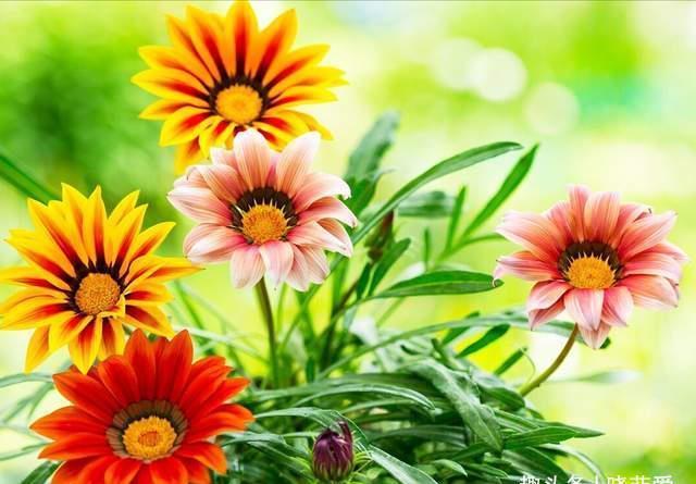 芙蓉葵|3种花耐寒又耐热，南北都能种，开花色彩艳丽，高雅大气