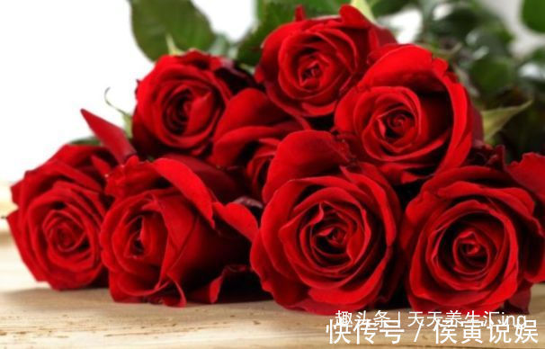 “精品玫瑰”卡罗拉，红艳似火，寓意炽热的爱情，可以说盆栽必备