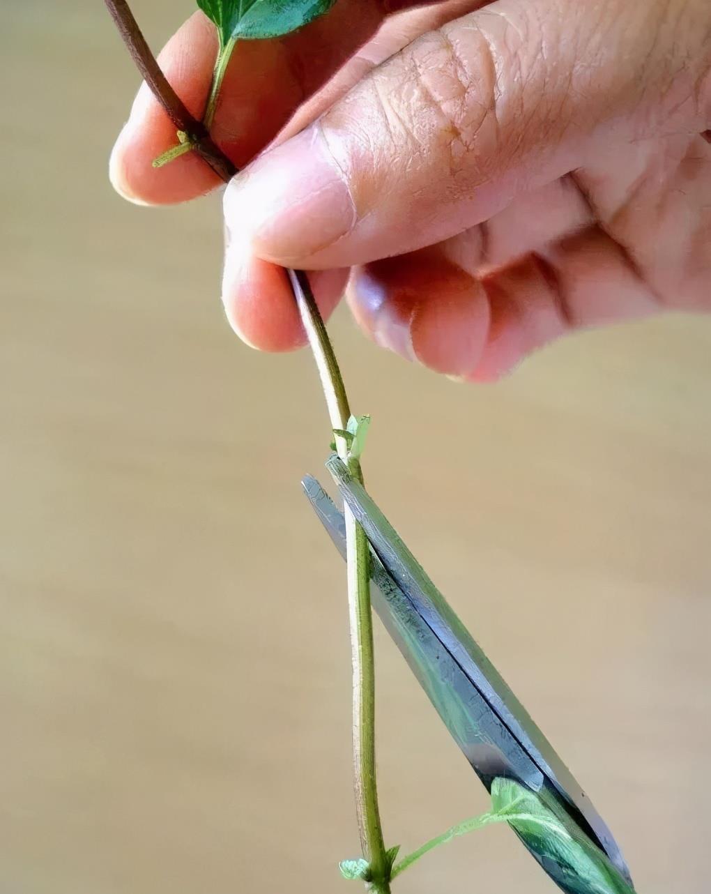 把薄荷养到枝叶繁茂爆盆，从“3点”做起，三个月后大变样