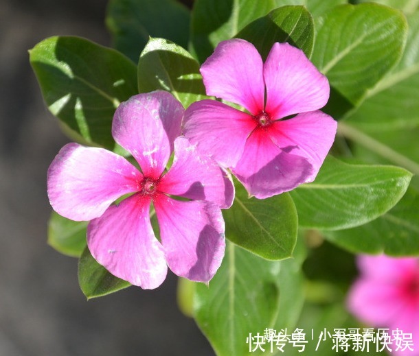 长春花|此花花期长，虽然美，但有剧毒，误食可致幻，带你回忆到此前