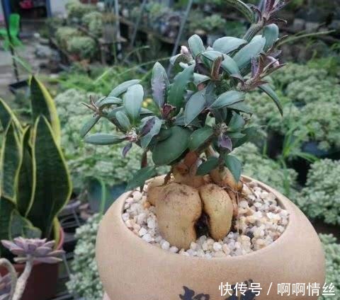 这8种多肉名字好听,颜值还特别高,摆在家里添吉祥!