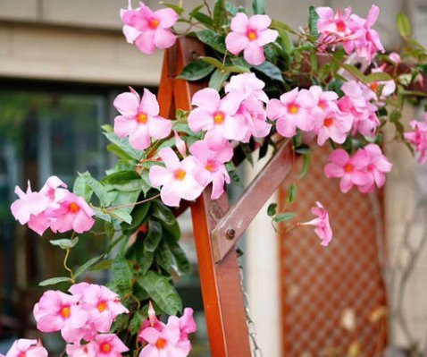 多肉植物|8种常见的花夏季就得“狠劲晒”，越晒长得越旺，越晒越容易开花