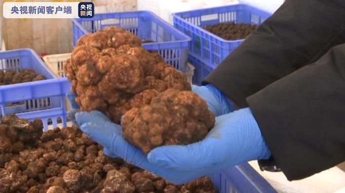 白松露|极品!638克巨型白松露惊艳亮相国际松露节