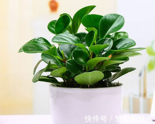 豆瓣绿|豆瓣绿怎么养更鲜艳教你3个小妙招，养出翠绿旺盛的豆瓣绿