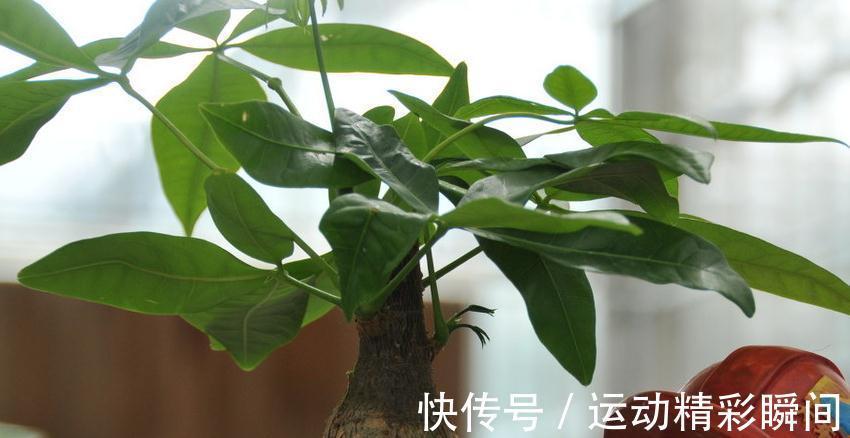 植株|室内养花叶子变蔫，了解这些之后，植株健康，叶片翠绿又油亮