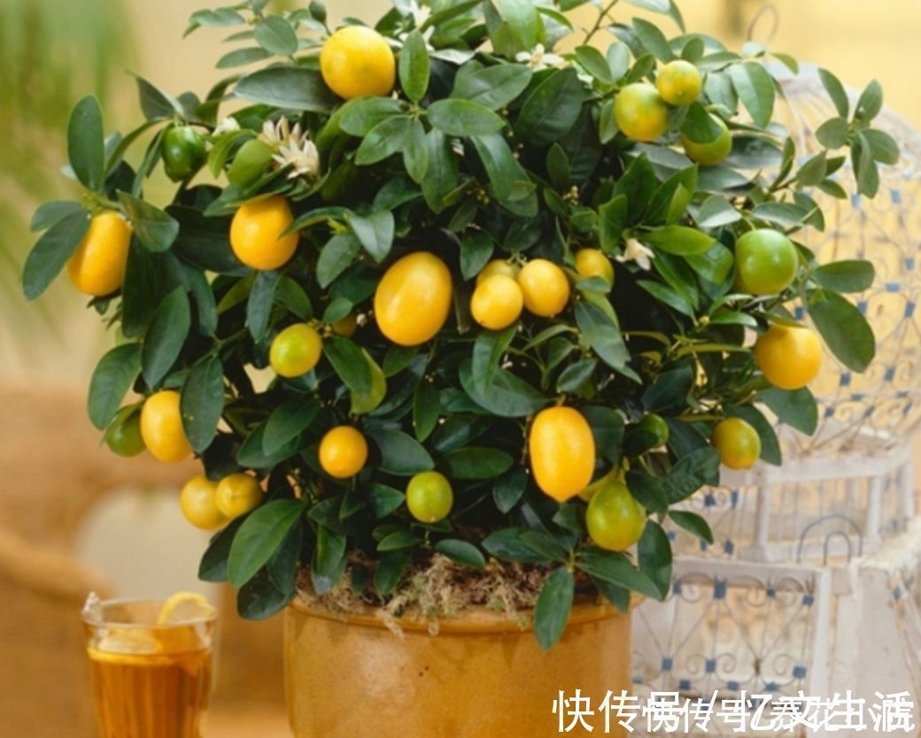 发财树|养花不如养树,5种“富贵树”,摆在家里招财又旺宅