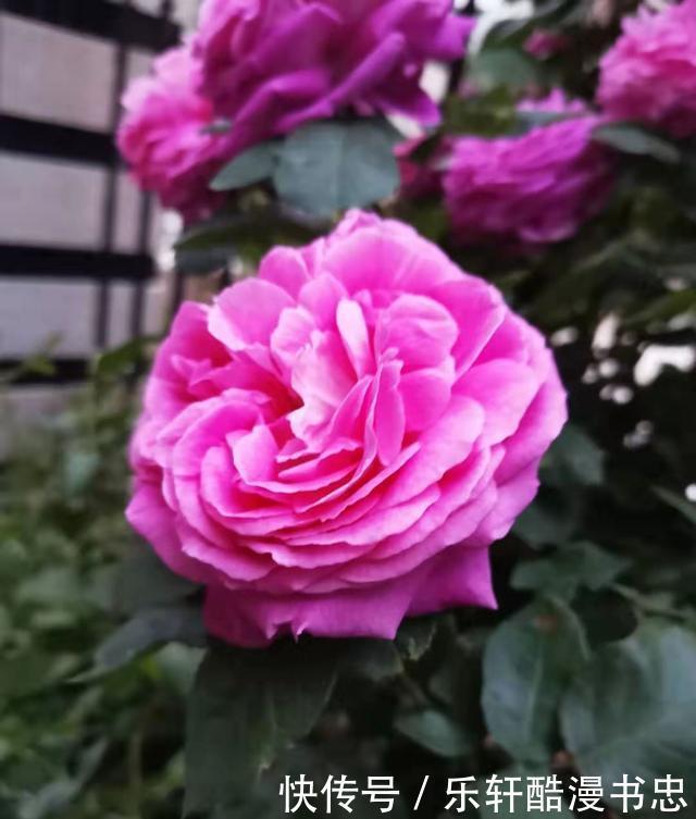 图片|漂亮的花卉图片欣赏