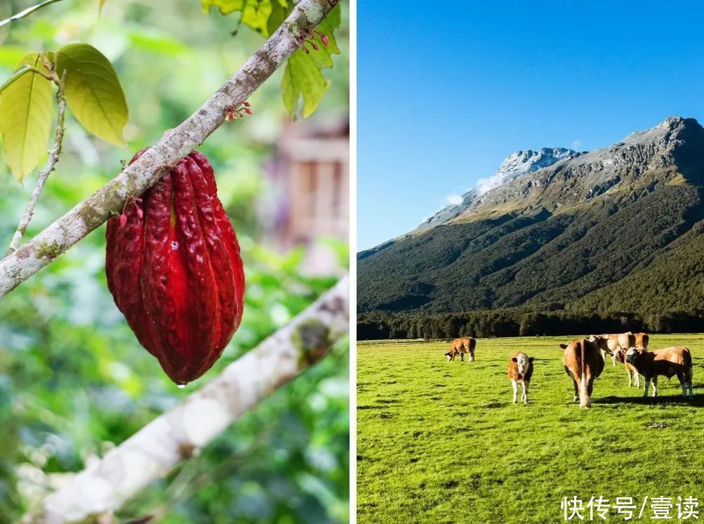  比利时|巧克力界的劳斯莱斯，歌帝梵来了！不到300块get比利时皇室同品质