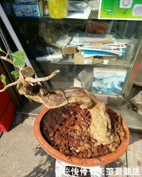 三角梅老根不要丢,4步做成根艺盆景,价值翻倍