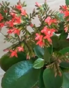 给长寿花晒太阳，天天来回挪动长寿花可以吗？