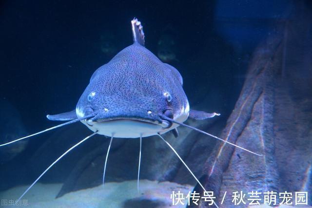 鱼肉|如果你喜欢吃鱼,来认认这3种鱼,体内“暗含”有害物,要少吃了