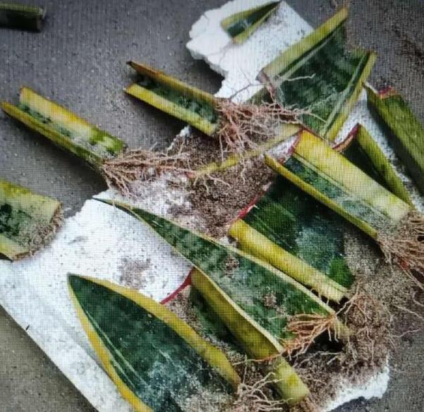虎皮兰剪个叶片插土里,1夜冒10个芽,花盆爆满了!