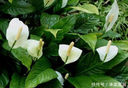 客厅养花别“佛系”,3种花最合适,“聚财养人”好寓意,上档次