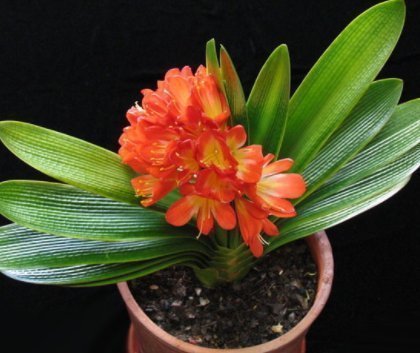 花生壳|养君子兰,学会使用这3种肥料,家家都有,促生长根系壮