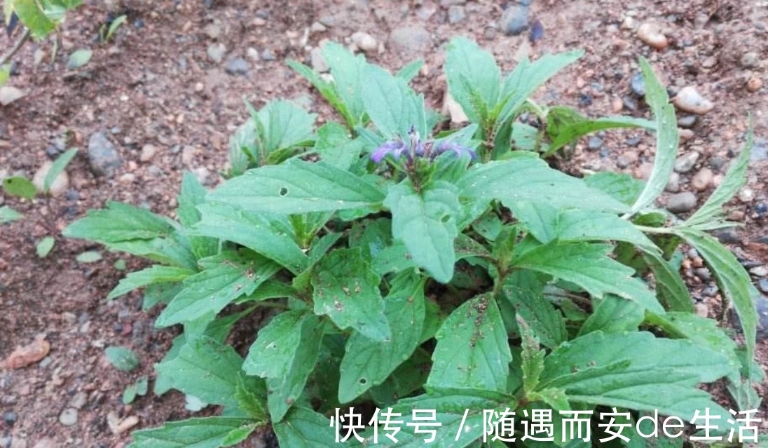 野草|农村地区有这样一种植物，堪比“金疮药”，你们可曾见过？