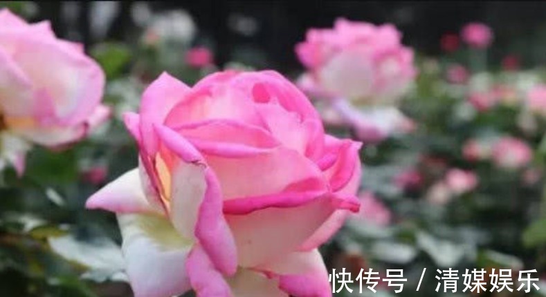 无尽夏|适合夏季养的花，好活易爆盆，花色柔美，花朵烂漫迷人，美爆了