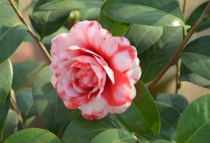 如果家有院子,赶紧种6款花苗,让院子丰收一片花海不再是梦想