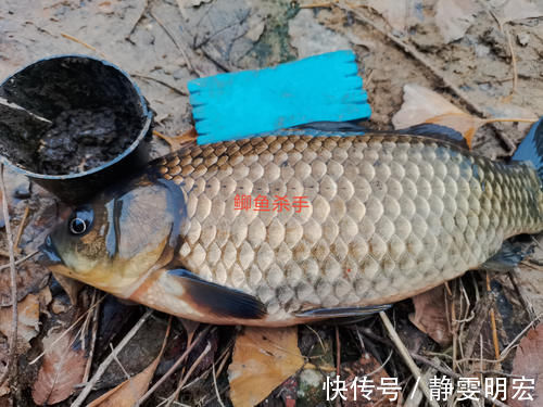 天然的钓饵“添加剂”,鲫鱼喜欢吃,鲤鱼抢着吃,你用过吗?