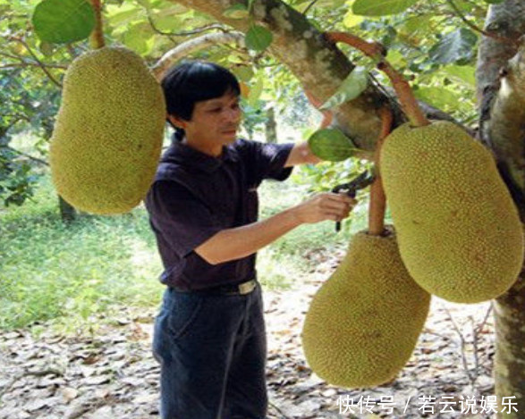 被称为“世界第一”的水果,在老家只卖10块一斤,就问你们敢买吗