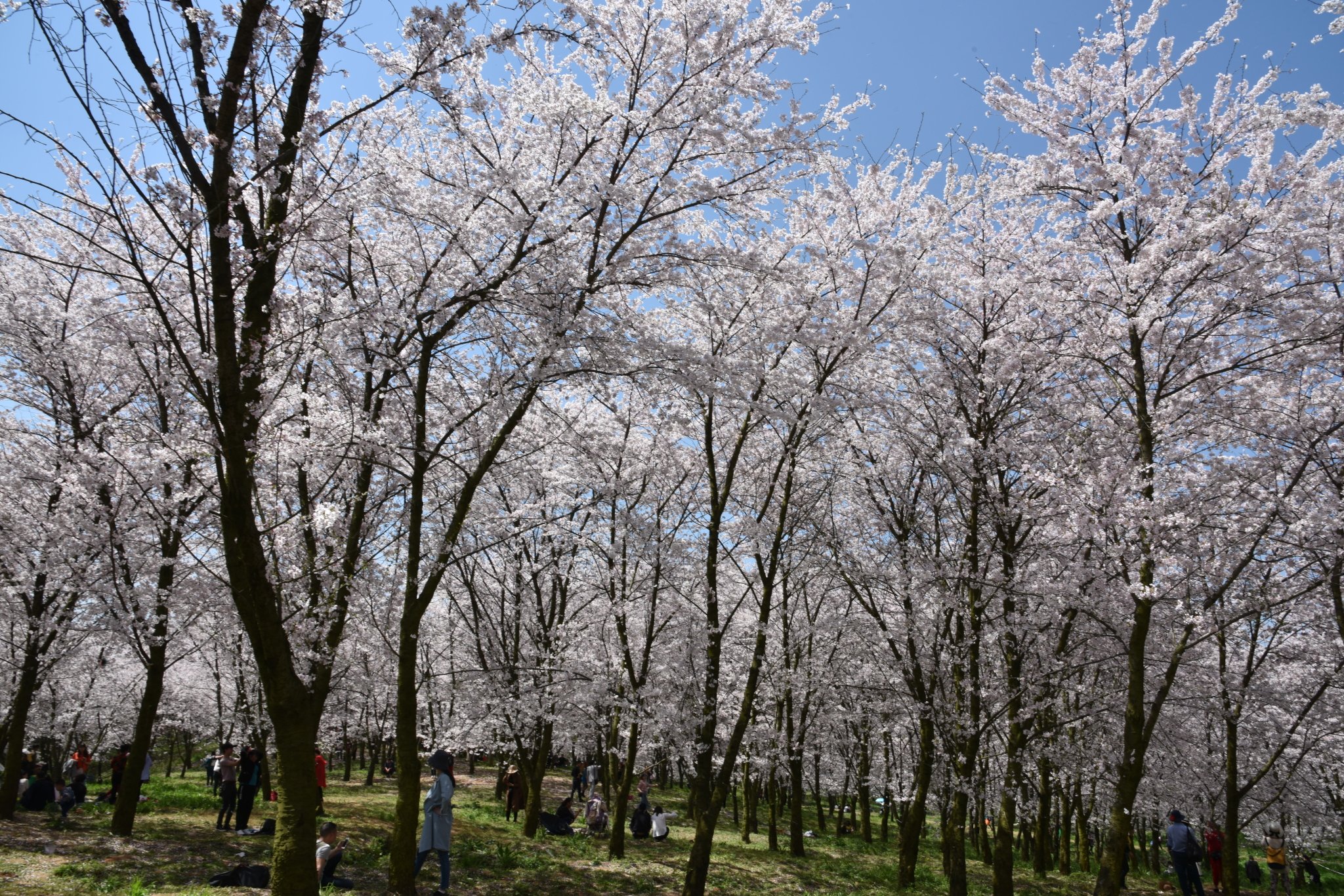 平坝樱花海，惊艳又浪漫