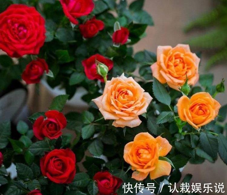 玫瑰花|超好养的“4种花”,越不浇水越爆盆,越养越上瘾,你养了吗?