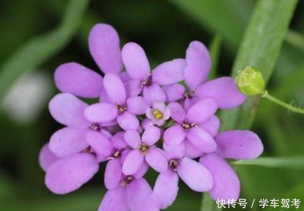 家中养什么花别错过“这5种”,四季赏花,四季常青,净化空气!