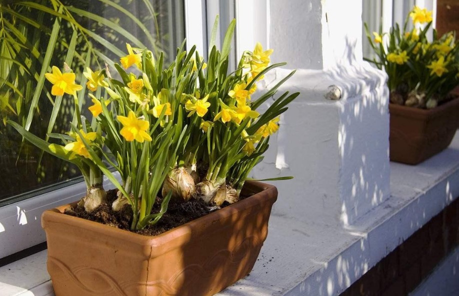 换盆加点坚果壳,提前这么弄,养花土变排水性好,肥力十足