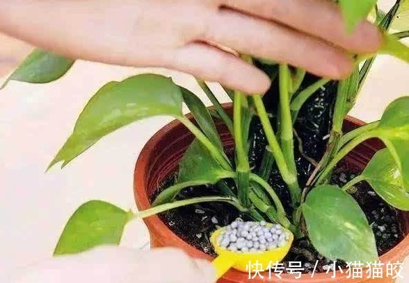 错误做法|3种错误的养花方法，你有没有做过难怪养起花会越养越“糟”