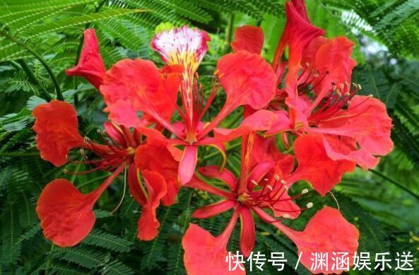 养花|喜欢养花选“它”花语火热青春,花美颜色艳,开花90天