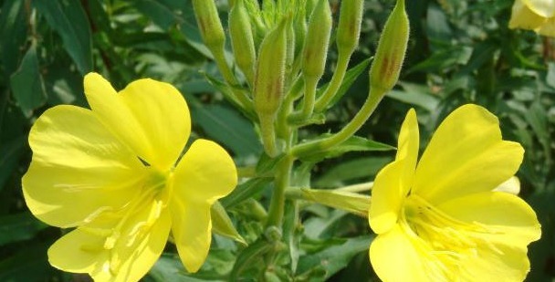 高端的护肤品一直都是精油系列的:而不是哪些所谓的补水套装。