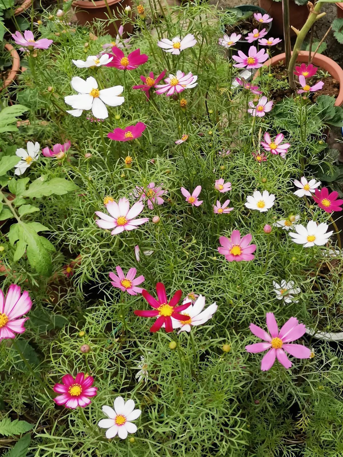 喝剩的茶叶渣，简单一处理就能养花，繁花似锦猛窜芽！