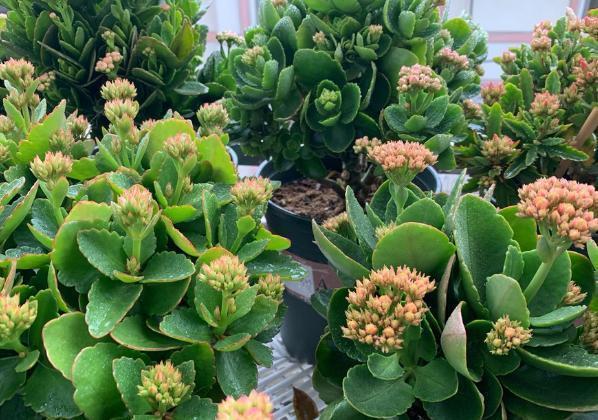 长寿花盆栽选重瓣品种,这么养护,谁能不喜欢!