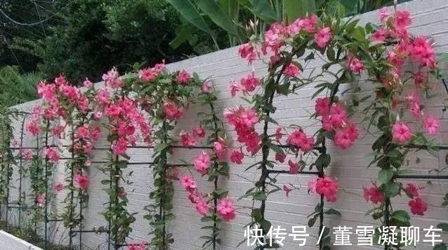 虎皮兰土里加这1种东西,不用再施肥,叶片都能蹭蹭长1米多高