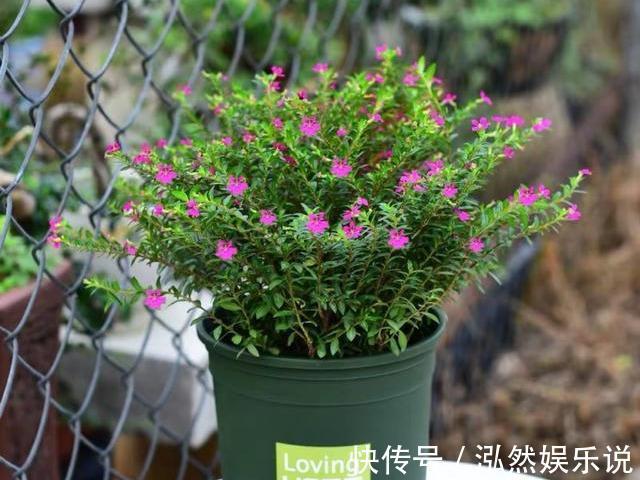 花苞|新买的盆栽养不活排除5个“雷”,养一盆旺一盆