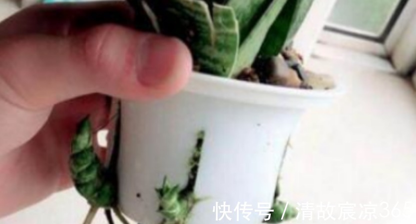 疯长|养虎皮兰,往盆埋“1块它”,不施肥,小芽直接撑破盆,疯长不停