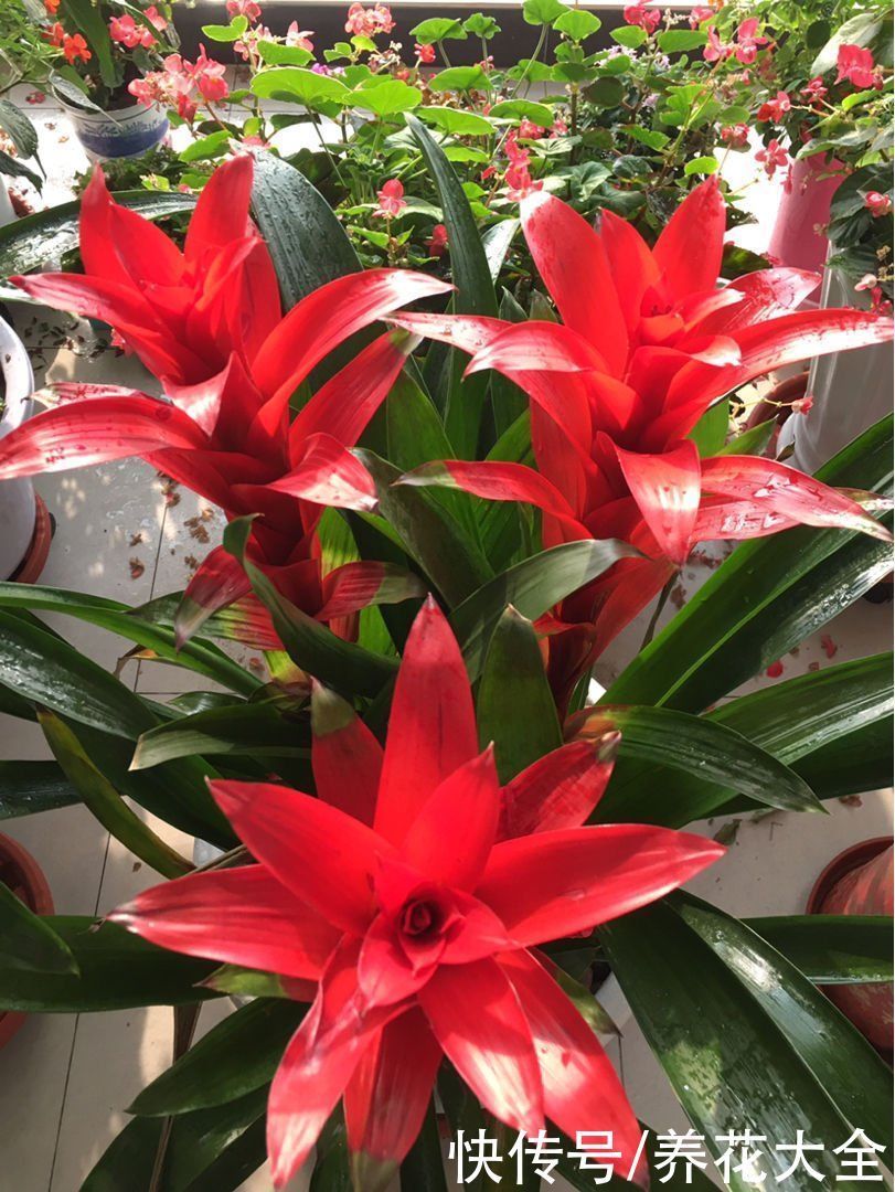 信子|4种“一次性”花卉,开完就赶紧扔掉,浪费精力也不再开花