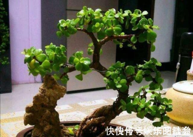 修剪|养金枝玉叶,怎样修剪、整形,才能把它打造成更美观的盆景