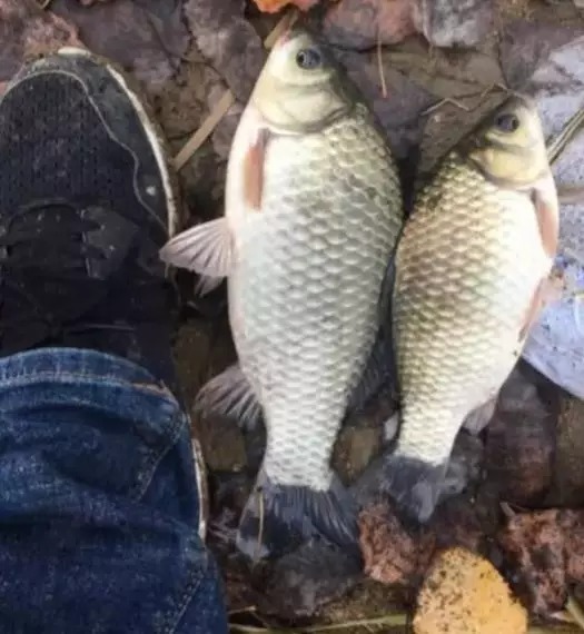 大板鲫在冬天其实很好钓,只需掌握几个关键点,到哪儿都能连竿