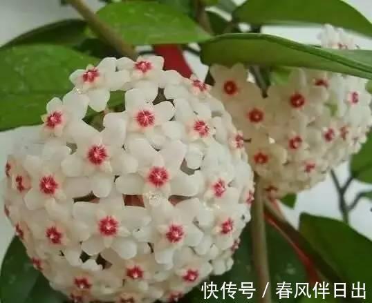 睡眠质量|卧室有一盆这样的绿植，再也不担心失眠了