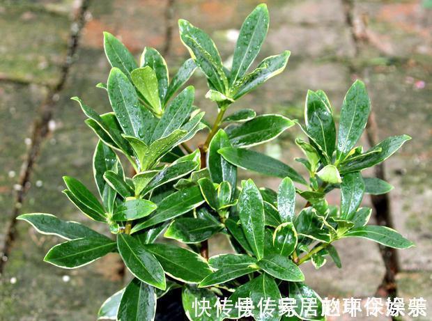 茶花|十月不知养啥花?看看这六种,好养又漂亮,可以放心入手