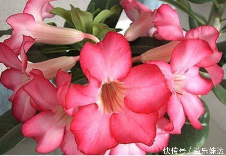 花海|几种便宜花,开花特漂亮,给点阳光就灿烂,阳台成花海!