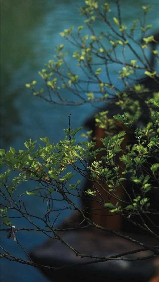 春雷始鸣,乌镇“慢直播”带你“云春游”,看小镇有多美