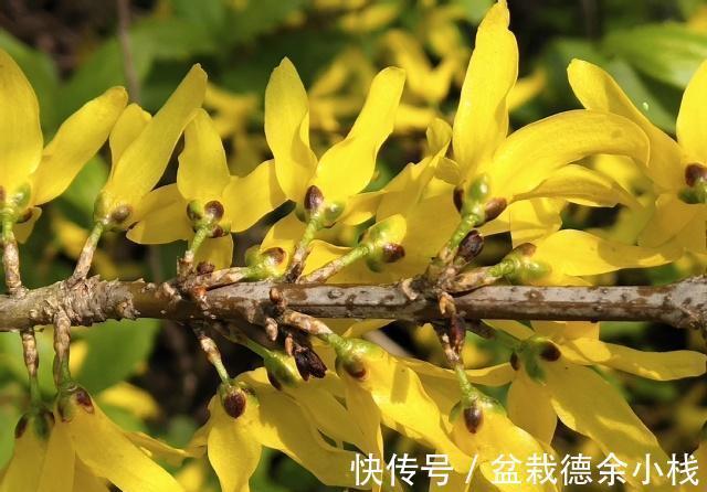 金钟花|8月19日-9月3日,庭院选这几款花,颜色丰富,花美似牡丹