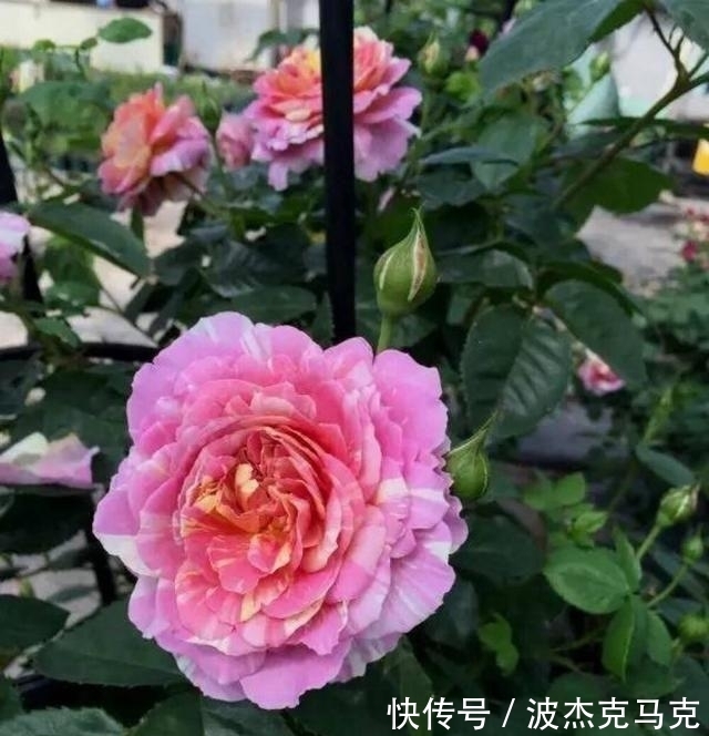 安吉拉|被淘汰掉的藤本月季，听起来很经典，实际是鸡肋