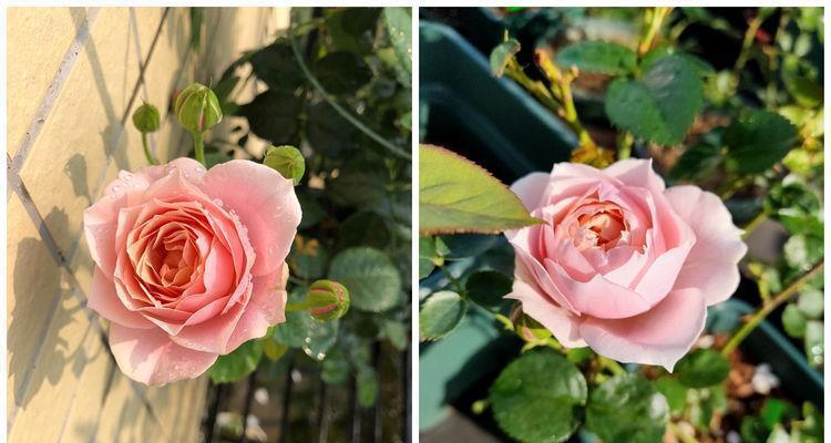 喜欢菊花,不如养盆“花中精品”幸福之门,似美人起舞,艳丽清雅