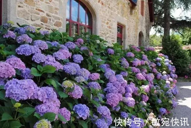 3种花太贵，别再买了，剪几个枝就能扦插几十盆！